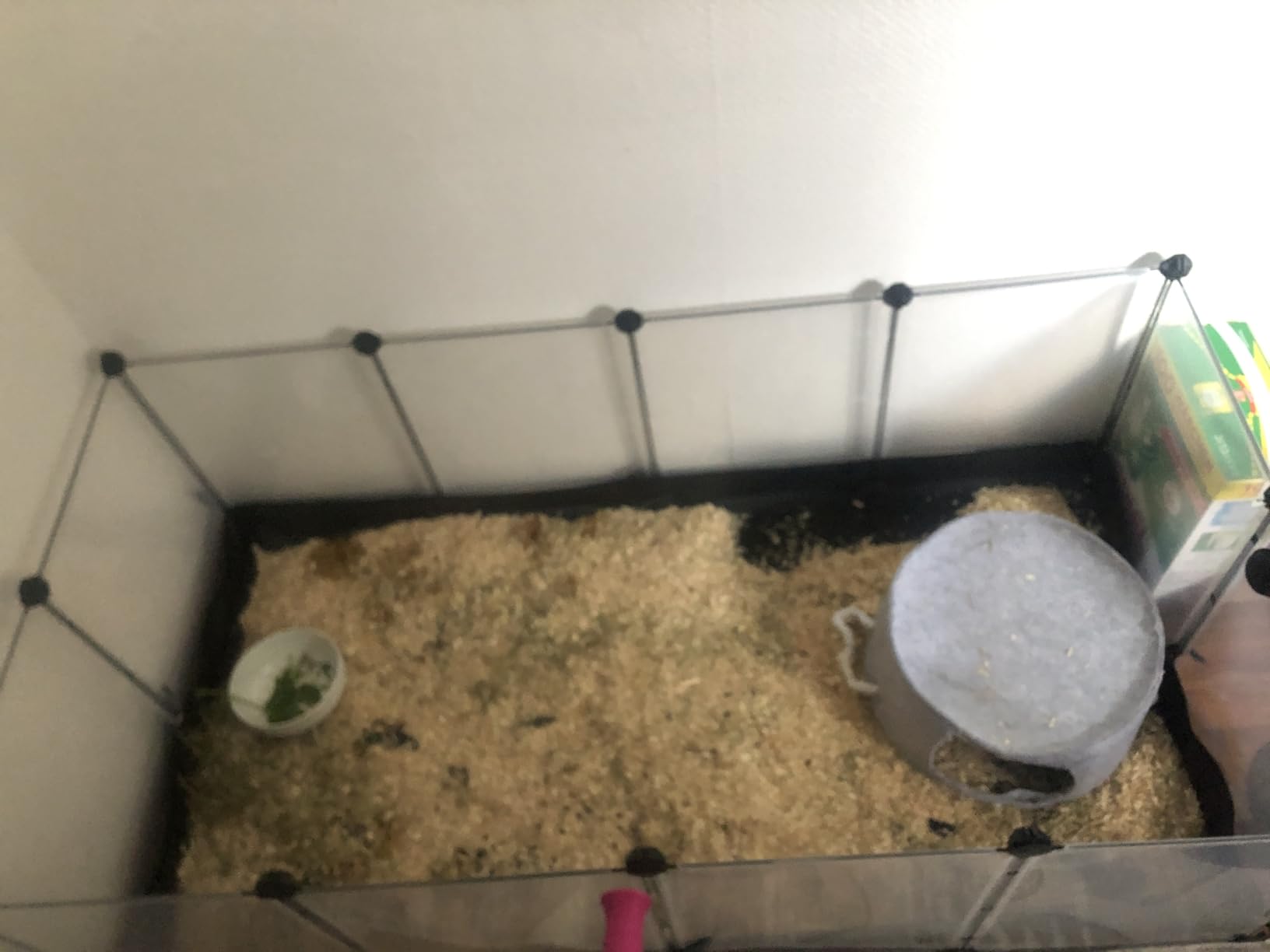 Paradies für Meerschweinchen