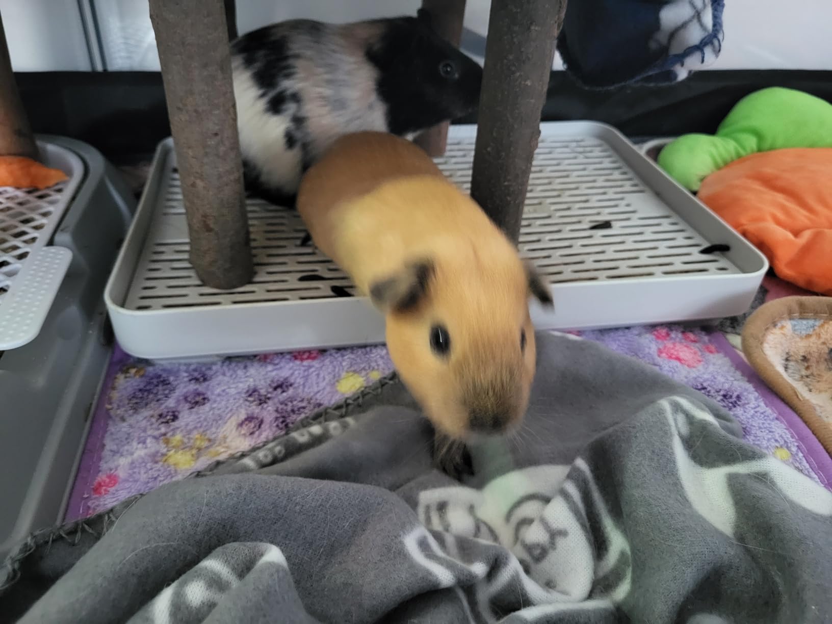 Kaninchen liebt es