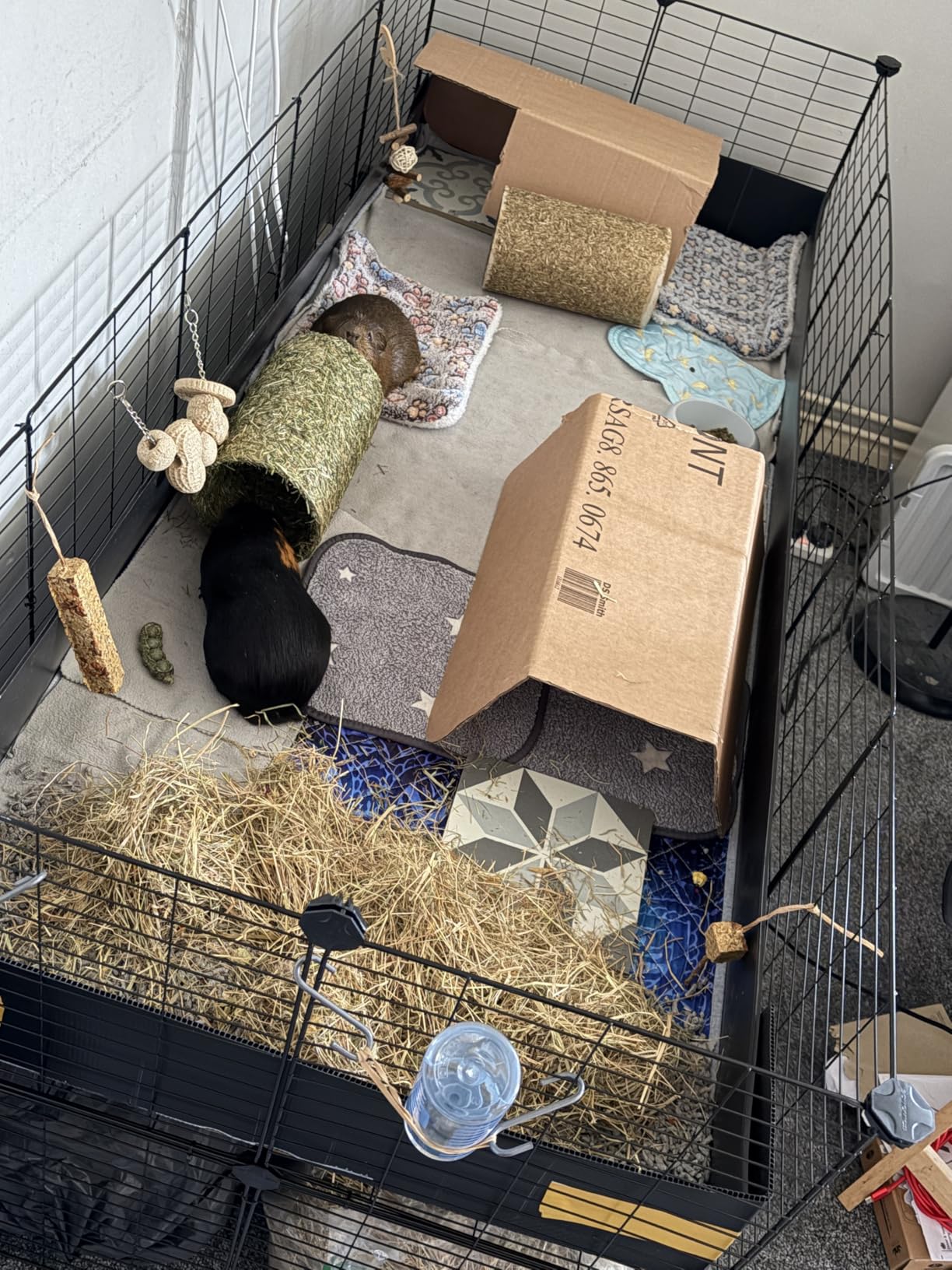 Für Meerschweinchen ideal