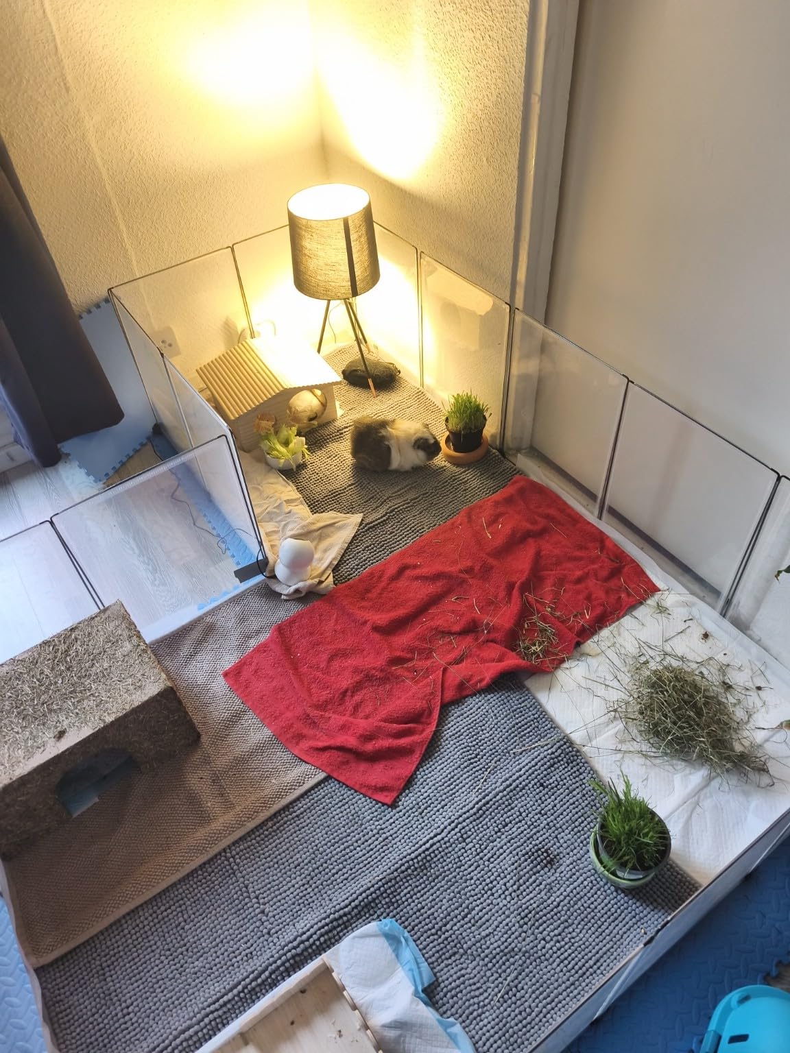Perfekt für unsere Meerschweinchen