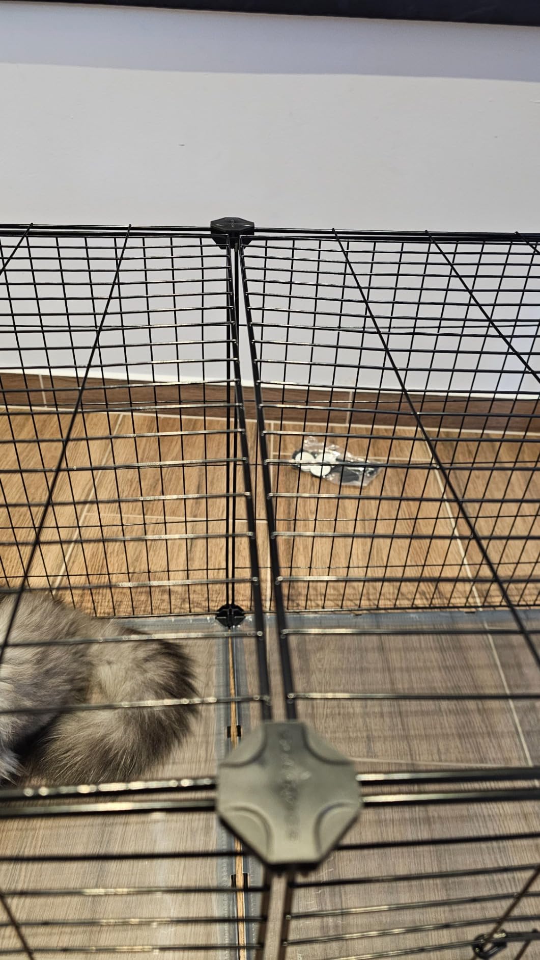 Kaninchen fühlen sich wohl